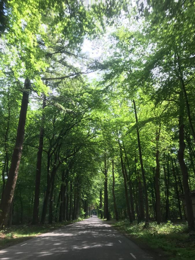 Uniek Chalet Op De Veluwe, In Bosrijke Omgeving. Putten Dış mekan fotoğraf